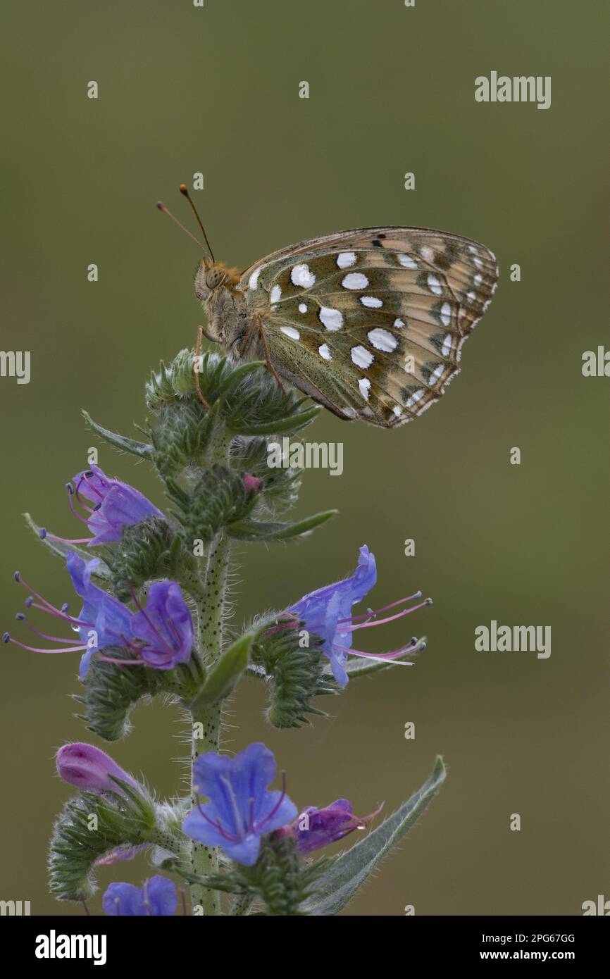 Aglaia, Large Fritillary (Argynnis) butterfly, Large Fritillary butterfly, Other animals, Insects, Butterflies, Animals, Dark Green Fritillary Stock Photo
