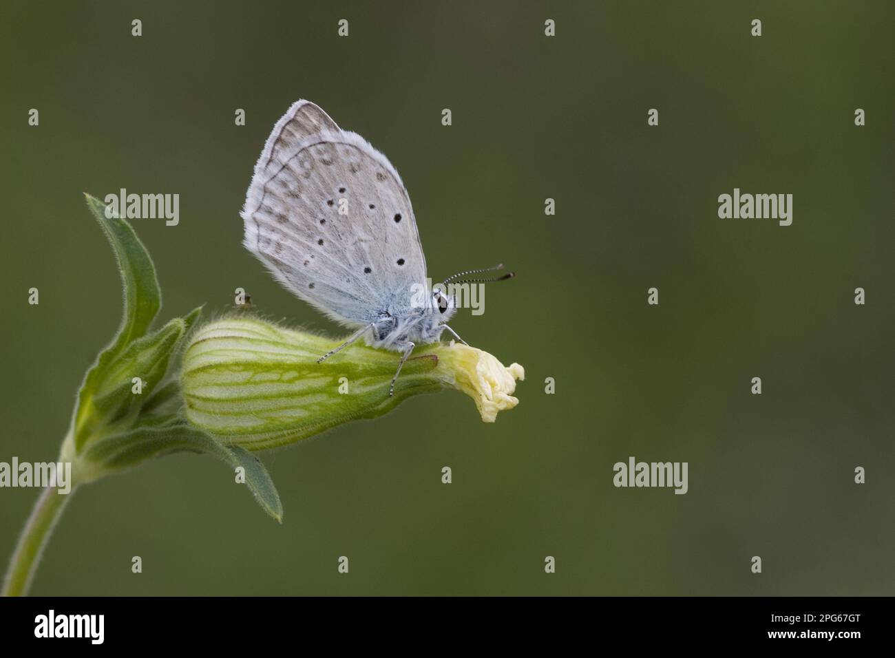 Tooth-winged Blue, Tooth-winged Blue (Lycaenidae), Tooth-winged Blue, Other animals, Insects, Butterflies, Animals, Meleager's Blue butterfly Stock Photo
