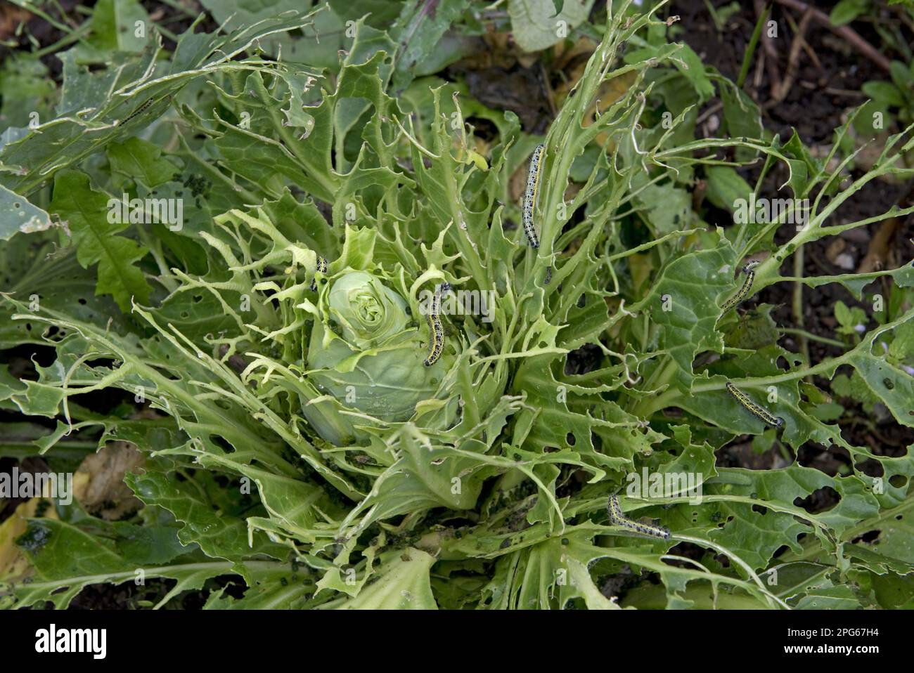 Cabbage white (Pieris brassicae) butterfly, caterpillar damage to