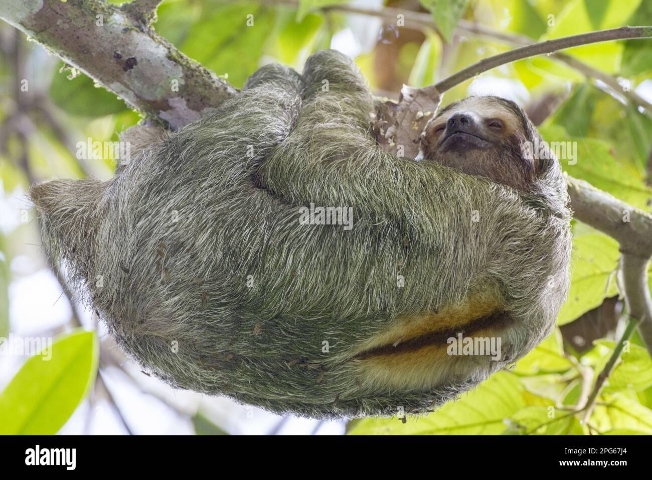Adult brown-throated three-toed brown-throated sloth (Bradypus variegatus), with symbiotic snout moths (Pyralidae sp.) on fur, with hanging branch in Stock Photo