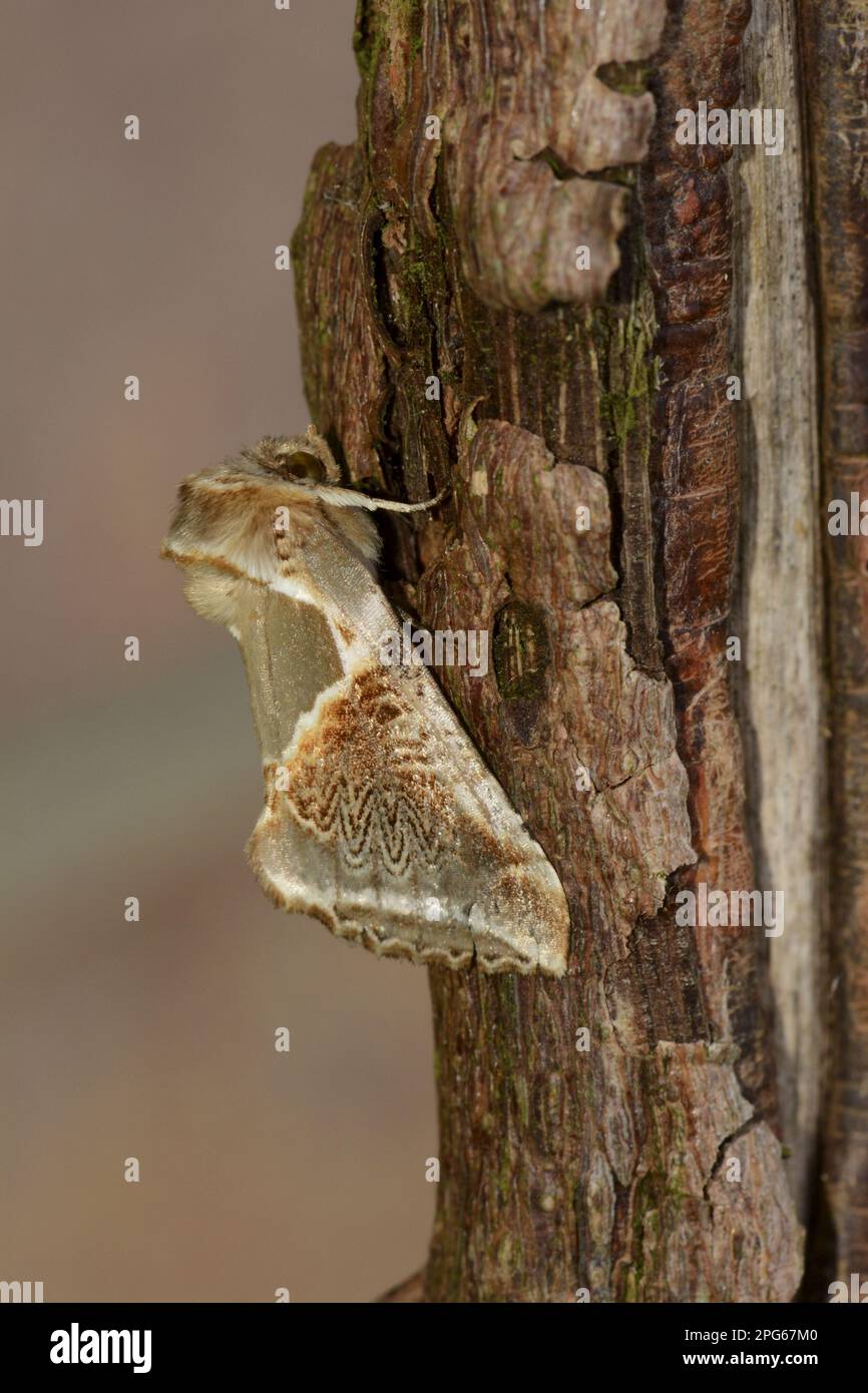 Buff arches (Habrosyne pyritoides), Sicklewing moth, Insects, Moths ...
