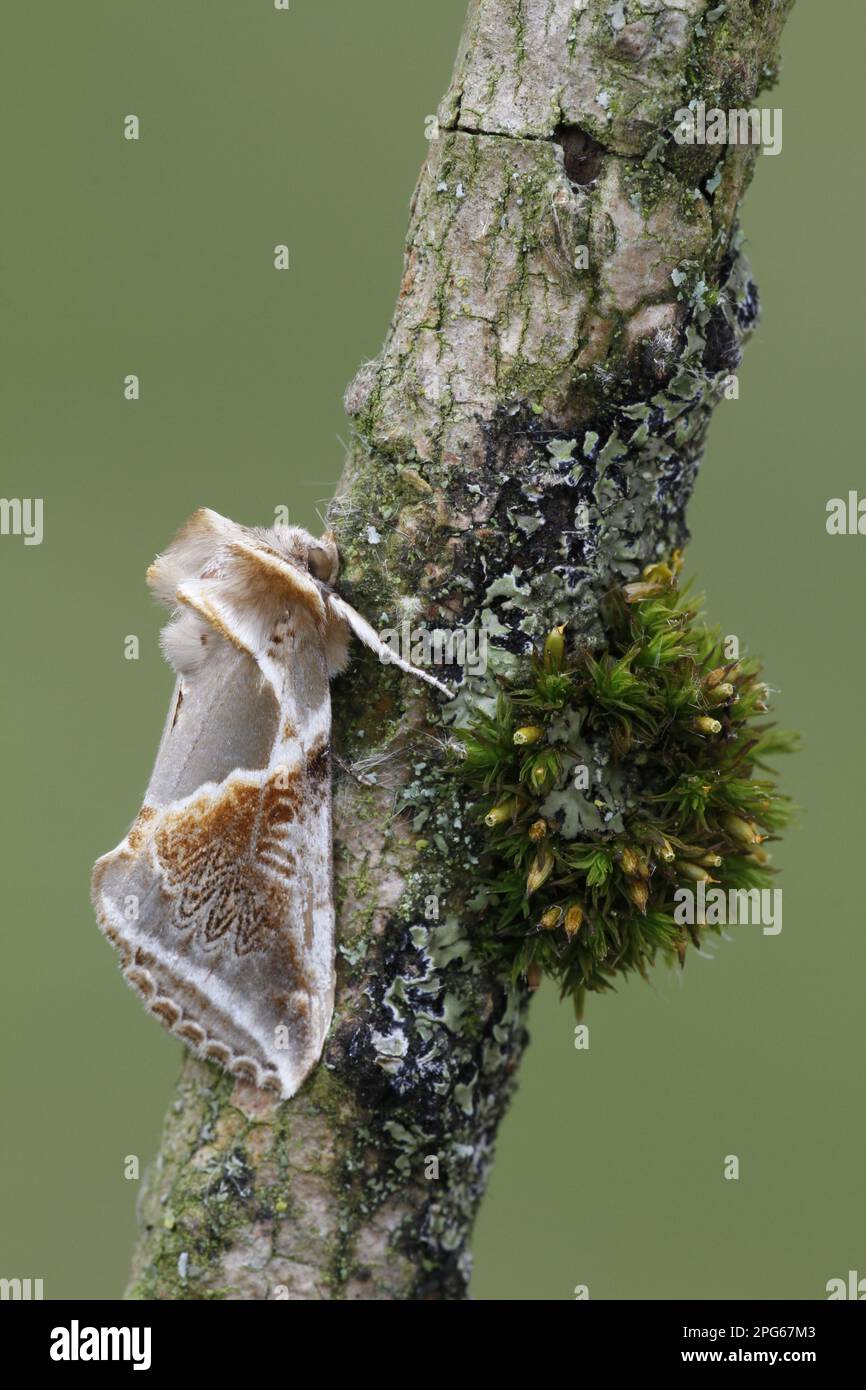 Buff arches (Habrosyne pyritoides), Sicklewing moth, Insects, Moths