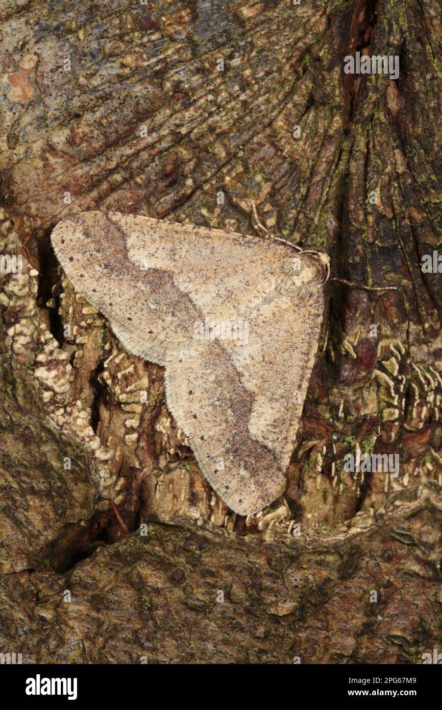 Dotted Border Moth (Agriopis marginaria) adult, resting on Oak (Quercus sp.) tree, Powys, Wales, United Kingdom Stock Photo