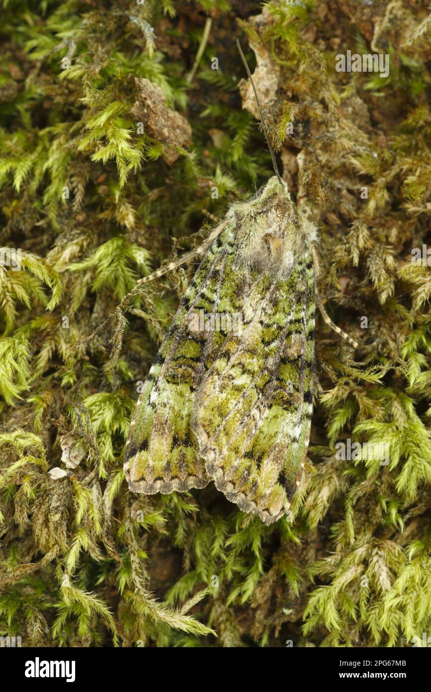 Green Arches (Anaplectoides prasina) adult, camouflaged on moss, Powys, Wales, United Kingdom Stock Photo