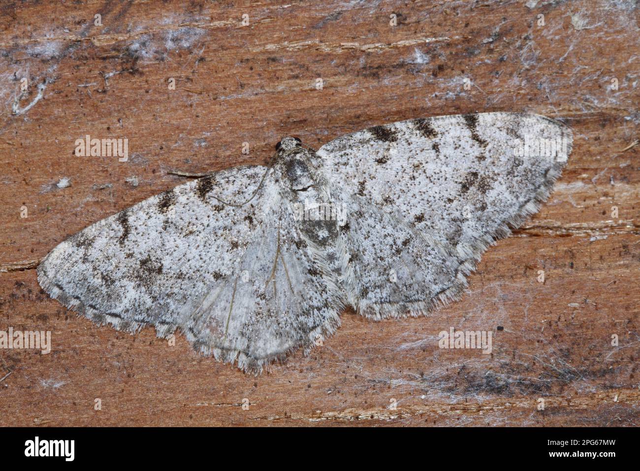 Grey Birch (Aethalura punctulata) Moth adult, Powys, Wales, United Kingdom Stock Photo
