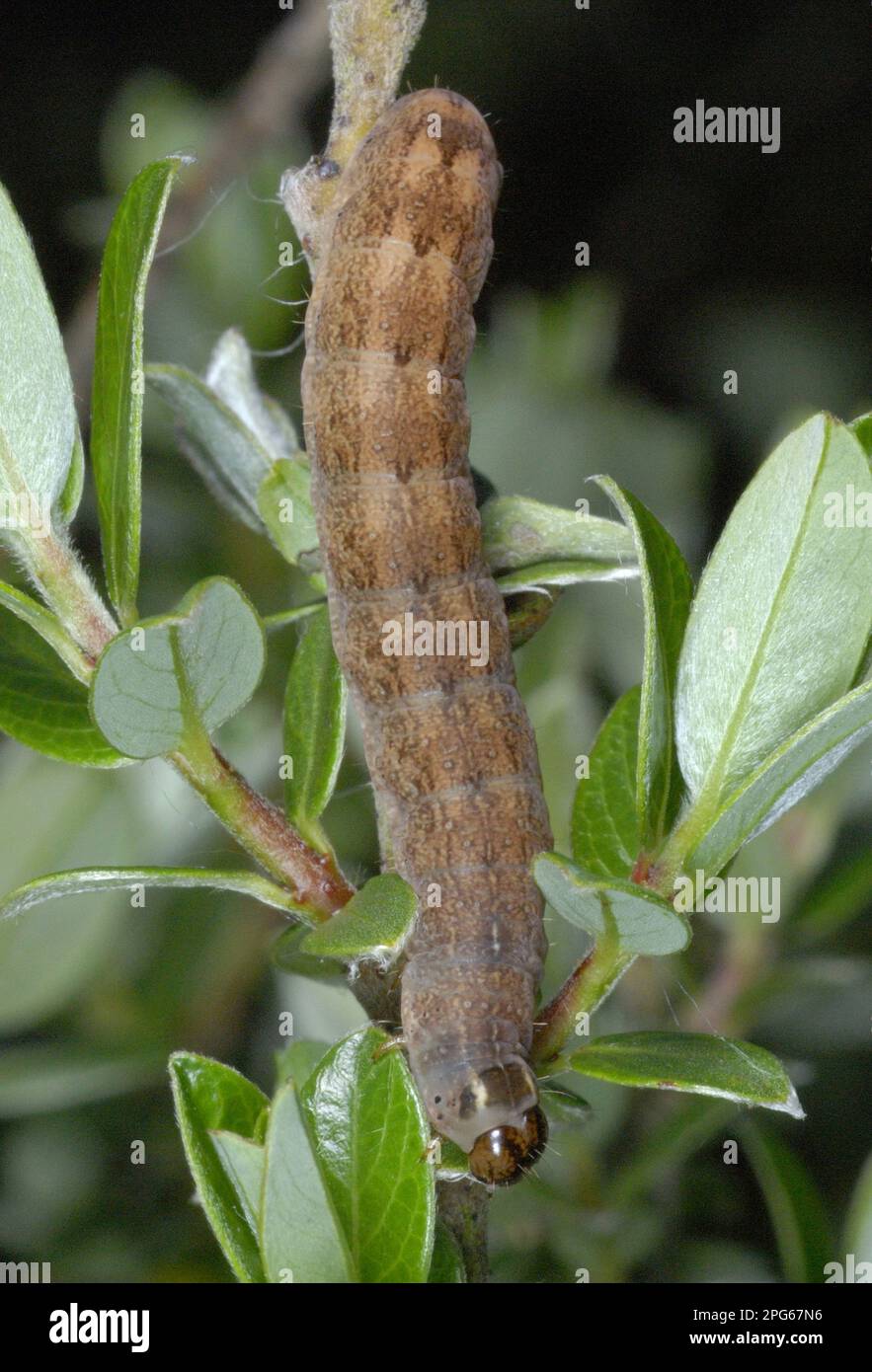 Brick Moth (Agrochola circellaris) caterpillar, feeding on Creeping Sallow (Salix repens) in dune system, Whitford Burrows National Nature Reserve Stock Photo