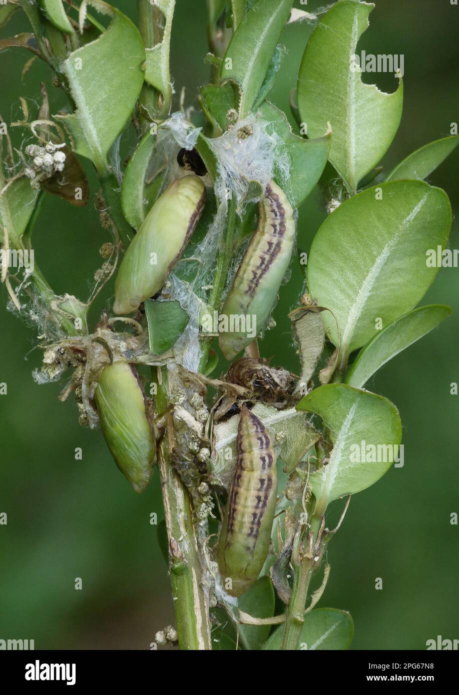 Common box (Buxus box tree moth (Cydalima perspectalis) introduced pest species, pupae, on the feeding plant of the boxwood larva, Cannobina Valley Stock Photo