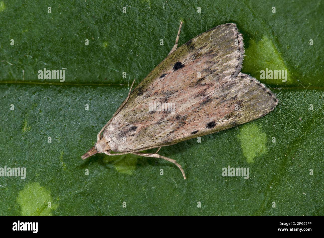 Bee Moth (Aphomia sociella) adult, resting on leaf in garden, Thirsk, North Yorkshire, England, United Kingdom Stock Photo