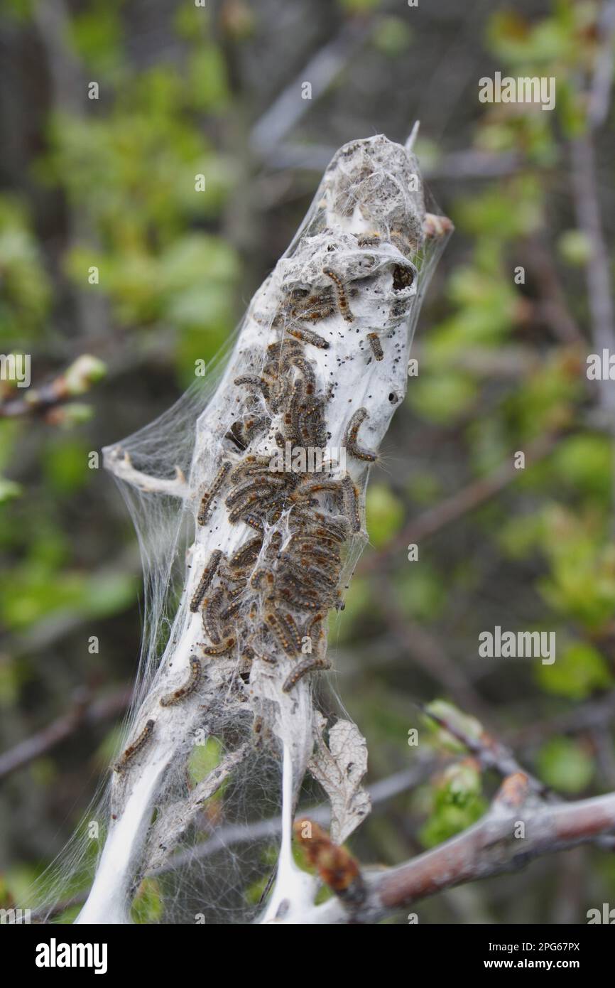 Caterpillars of the brown-tail (Euproctis chrysorrhoea), in woven silk 'tent' on common hawthorn (Crataegus monogyna), Bacton, Suffolk, England Stock Photo