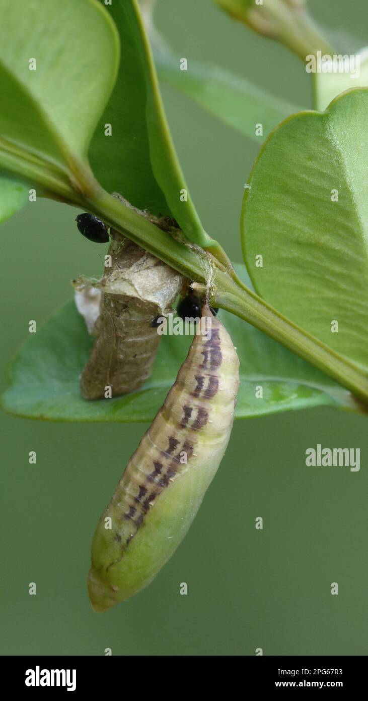 Common box (Buxus box tree moth (Cydalima perspectalis) introduced pest species, pupa, on the feeding plant of the boxwood larva, Cannobina Valley Stock Photo