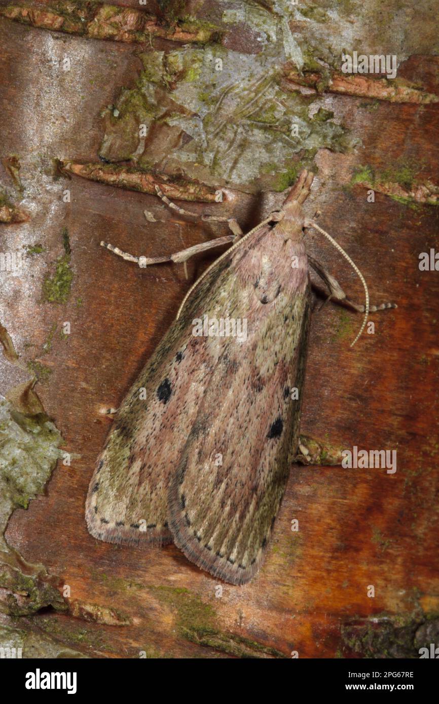 Bee Moth (Aphomia sociella) adult female, resting on tree bark, Powys, Wales, United Kingdom Stock Photo