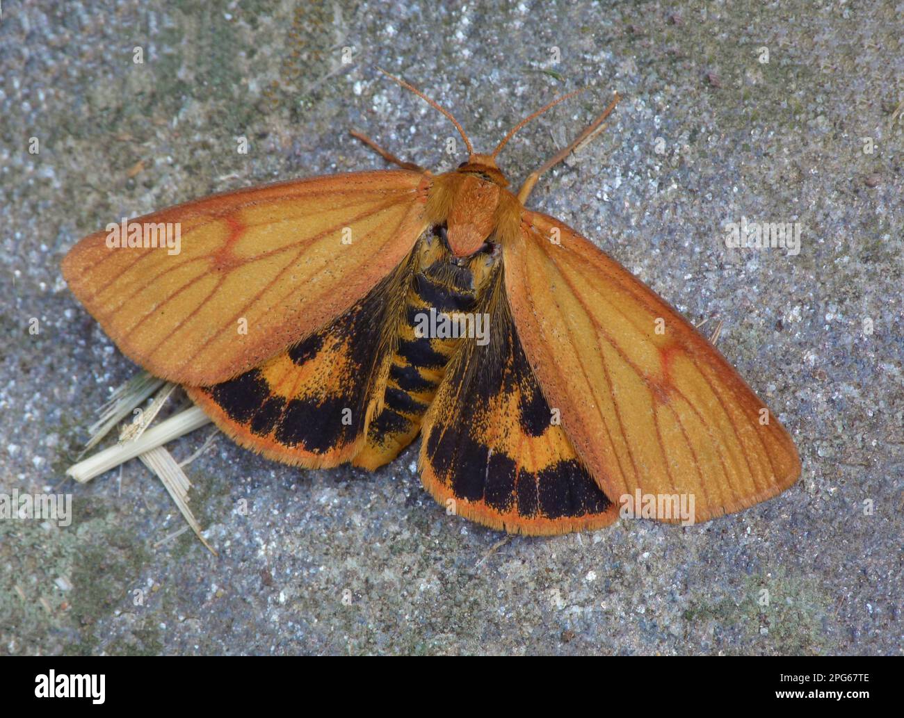 Clouded buff (Diacrisia sannio), Red ruffed bears, Bear moth, Insects, Moths, Butterflies, Animals, Other animals, Clouded Buff adult female, showing Stock Photo