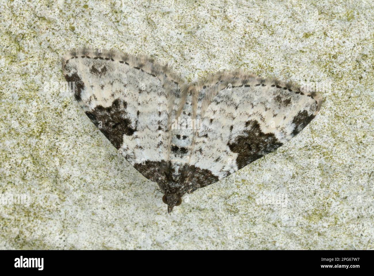 Garden Carpet (Xanthorhoe fluctuata) Moth adult, resting on wall, Gorseinon, West Glamorgan, South Wales, United Kingdom Stock Photo