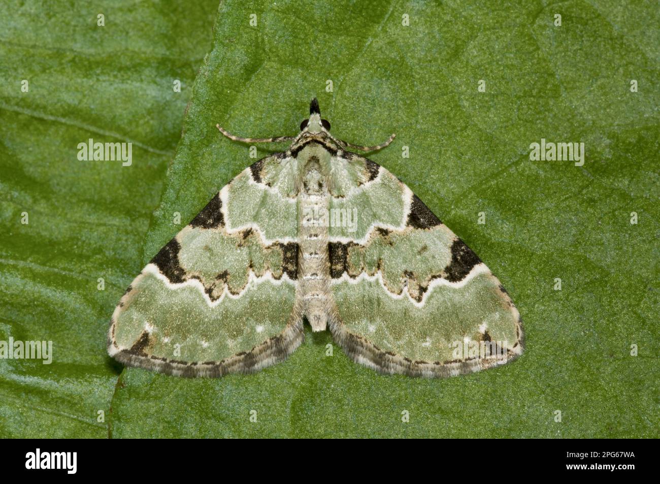 Green Carpet (Colostygia pectinataria) adult, resting on leaf, Powys, Wales, United Kingdom Stock Photo