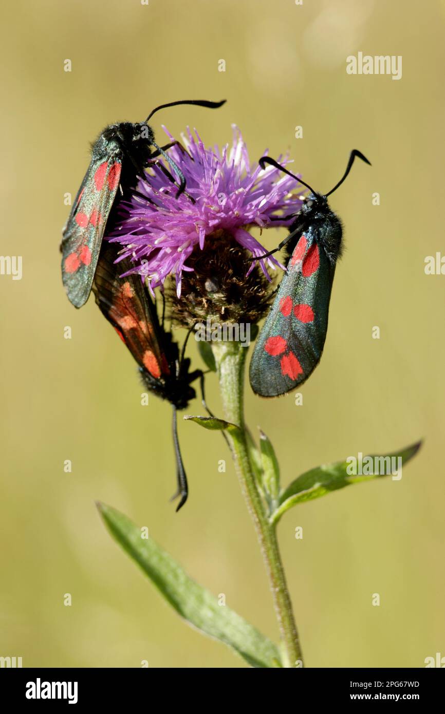 Six-spotted Burnet (Zygaena filipendulae), Blood-spotted Burnet, Blood ...