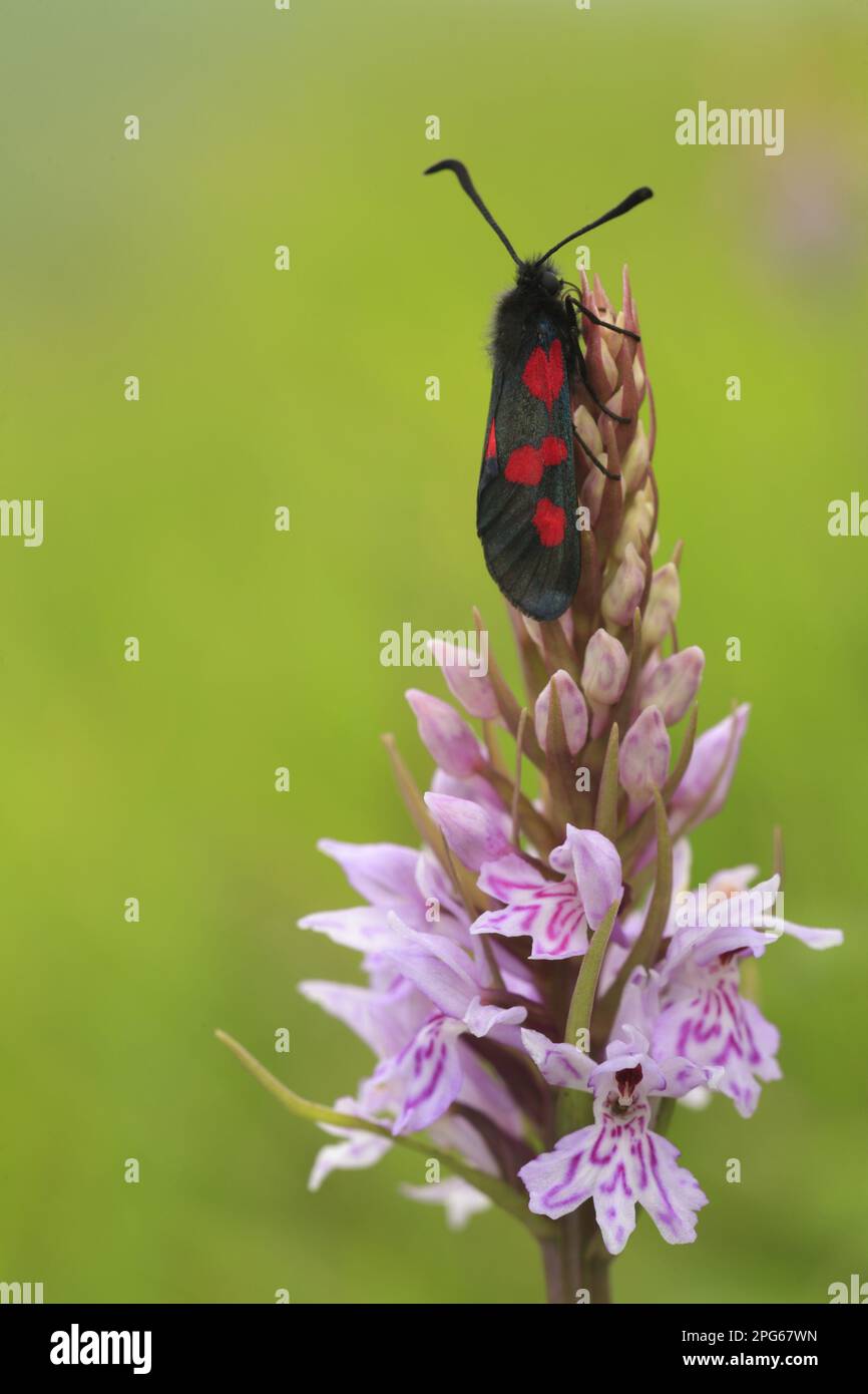 Narrow-bordered five-spotted narrow-bordered five-spot burnet (Zygaena lonicerae), adult, resting on the flower spike of the common spotted orchid Stock Photo