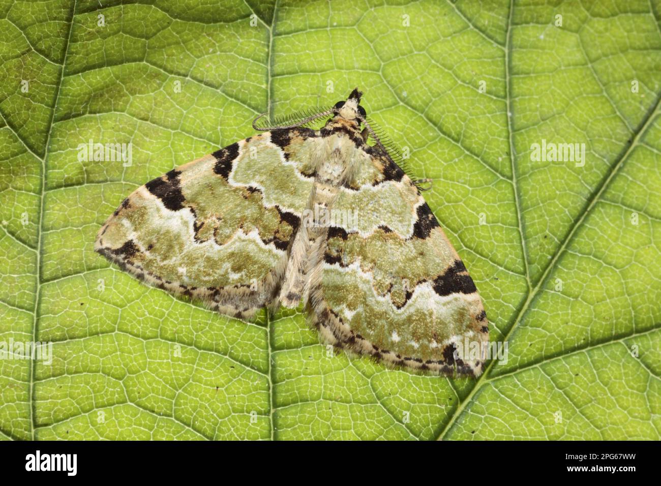Green Carpet (Colostygia pectinataria) adult, resting on leaf, Powys, Wales, United Kingdom Stock Photo