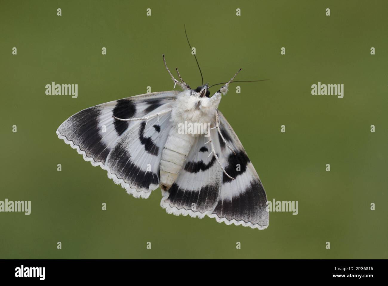 Blue underwing (Catocala owlet moth (Noctuidae), Insects, Moths