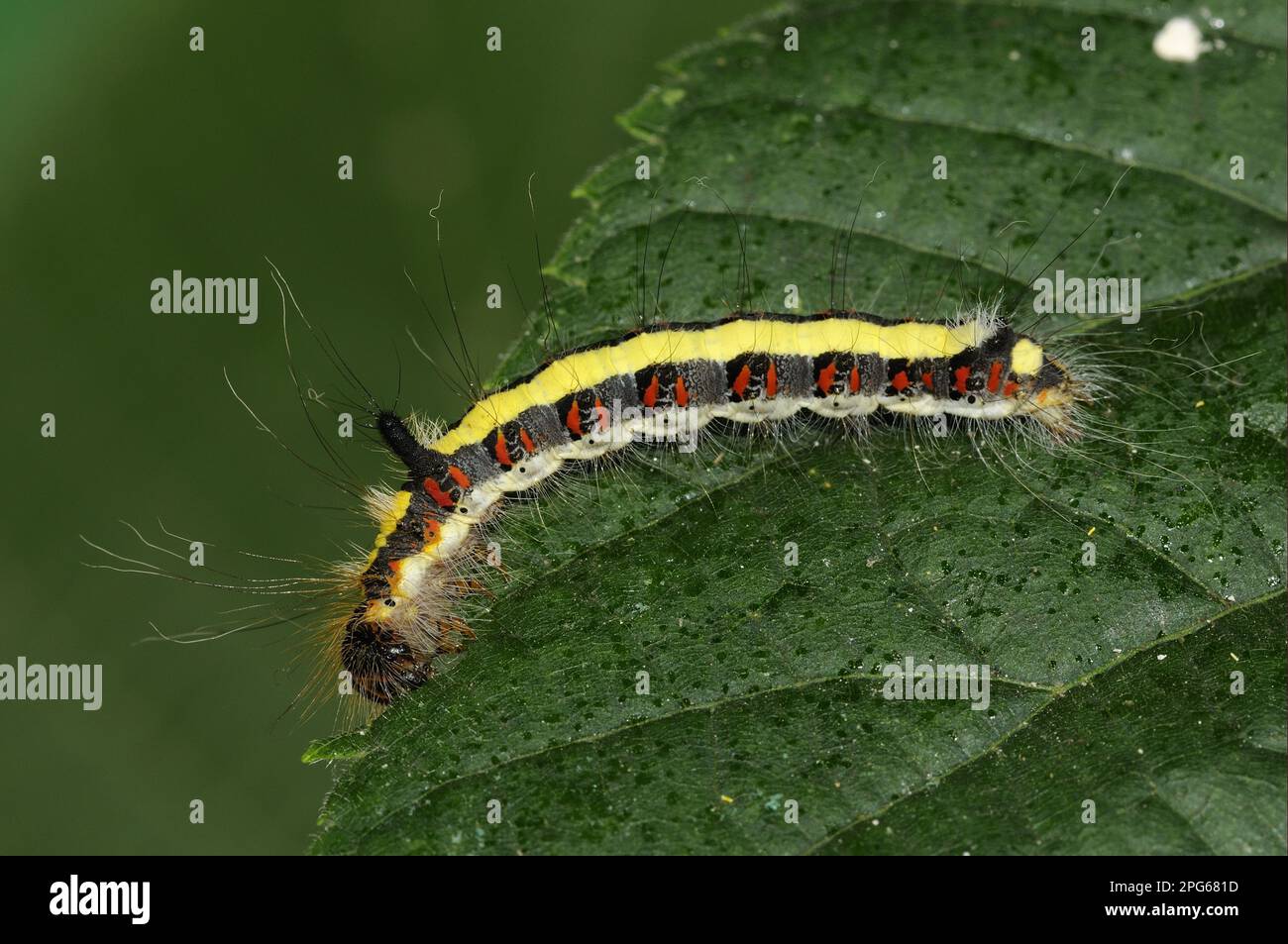 Caterpillar of the grey gray dagger (Acronicta psi) feeding on the leaf