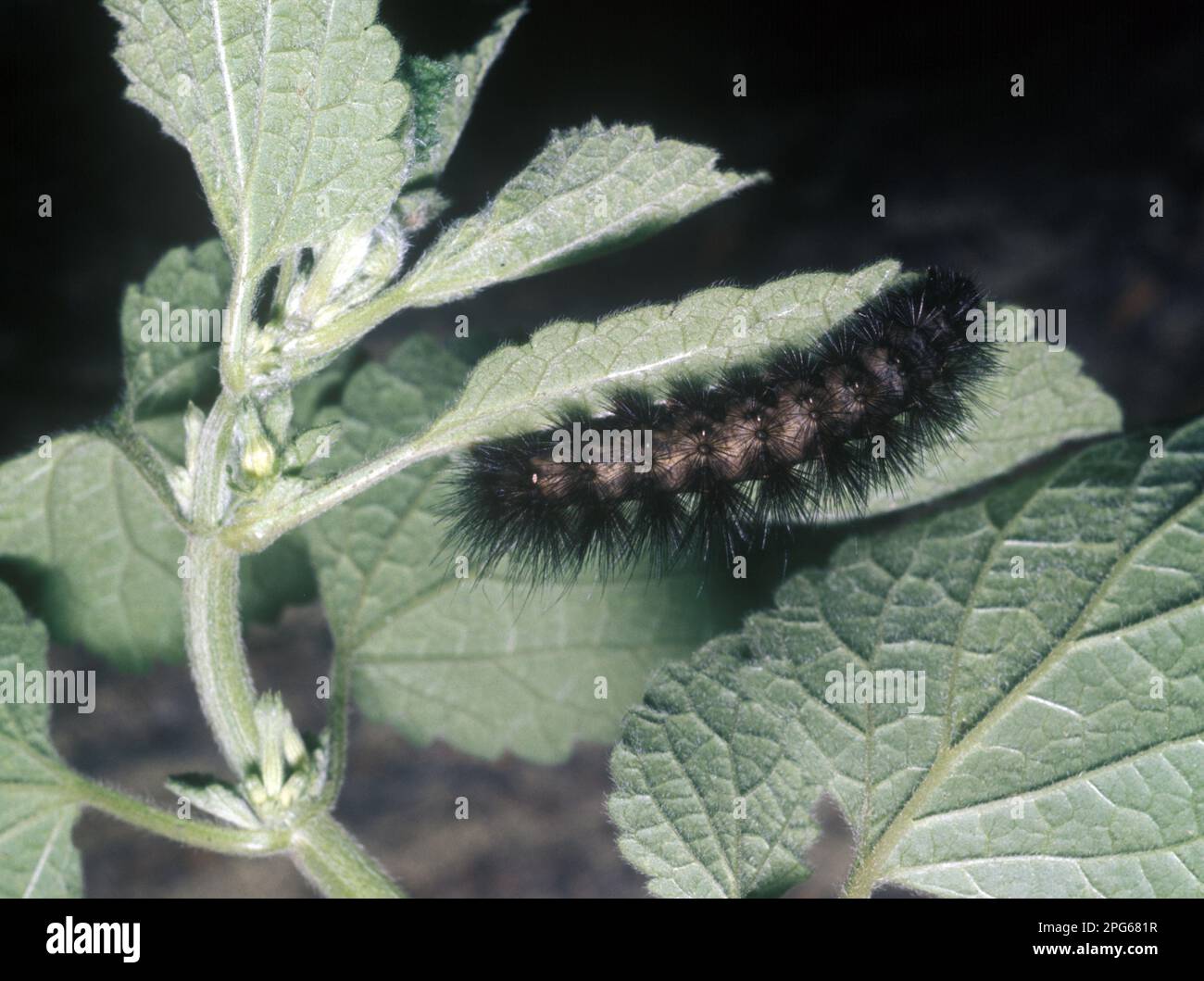 Moth, Water Ermine (Spilosoma urticae) Larva closeup on leaf Stock