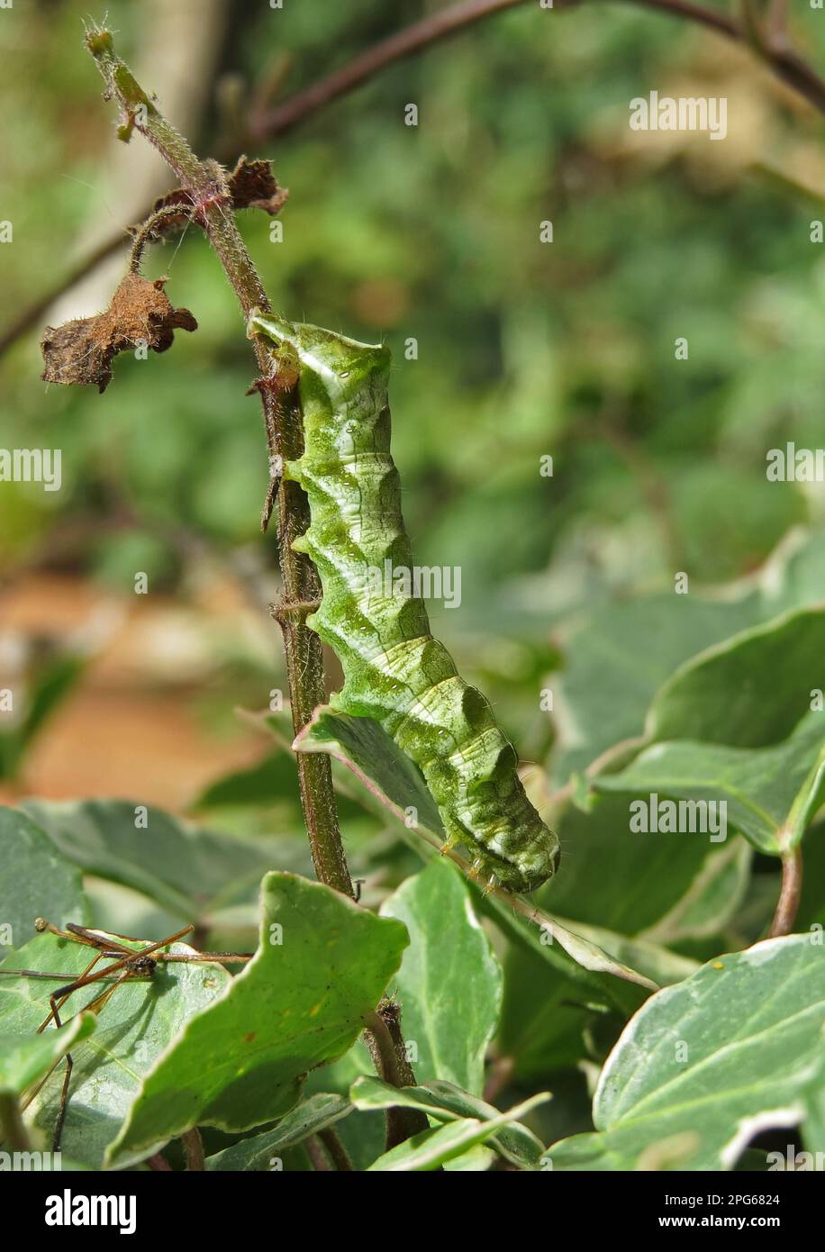 Dot Moth (Melanchra persicariae) caterpillar, on stem, Norfolk, England, United Kingdom Stock Photo