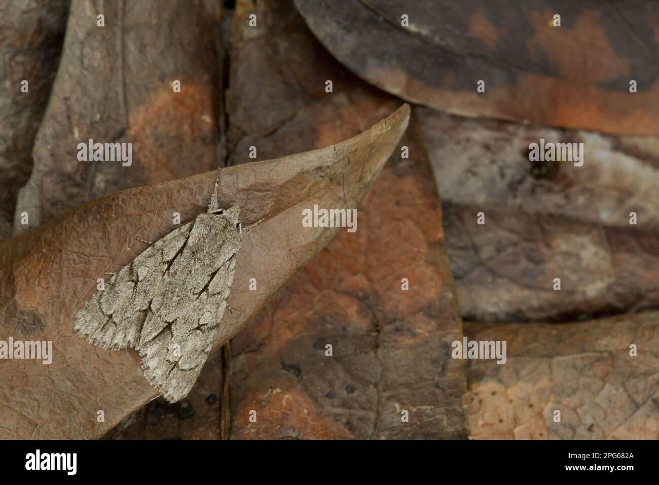 Arrow Owl, Sloe Owl, Arrow Owls, gray daggers (Acronicta psi), Insects ...
