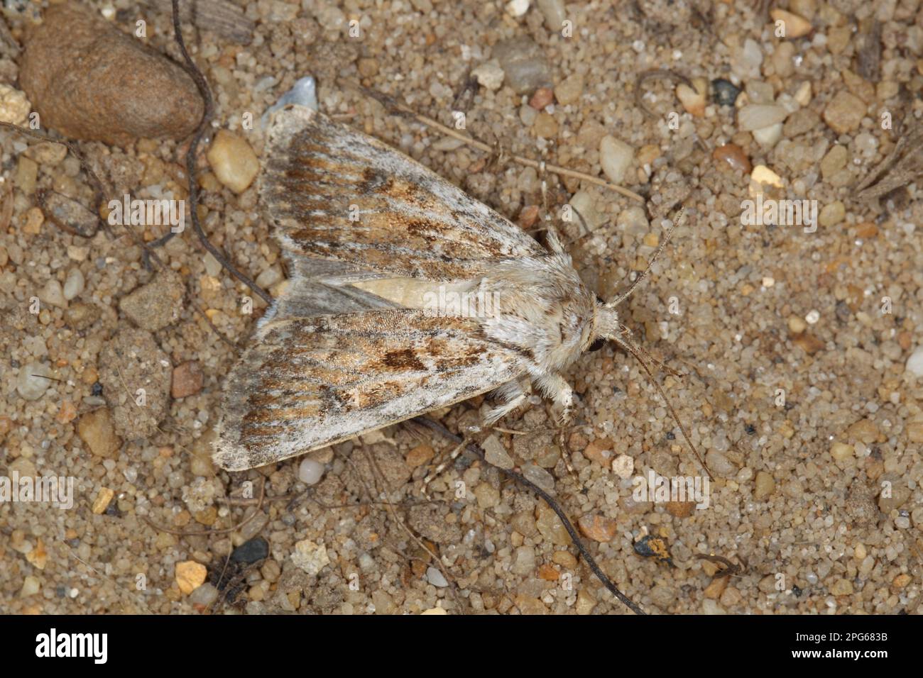Beach Owl, Beach Owls, Insects, Moths (Noctuidae), Butterflies, Animals, Other Animals, Sand sand dart (Agrotis ripae) adult, resting on sand Stock Photo