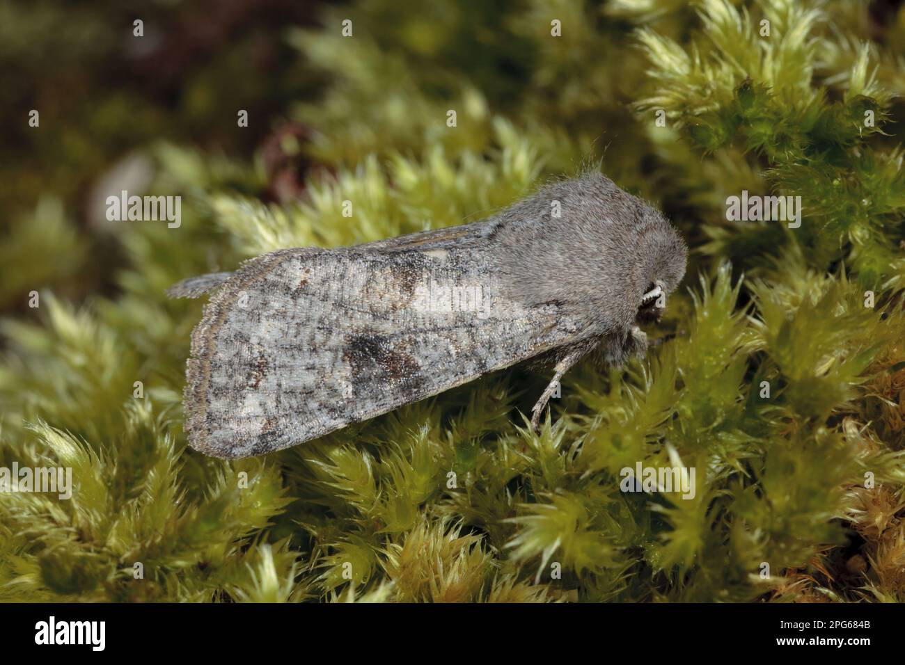 Clouded Drab (Orthosia incerta) adult, resting on moss, Powys, Wales, United Kingdom Stock Photo