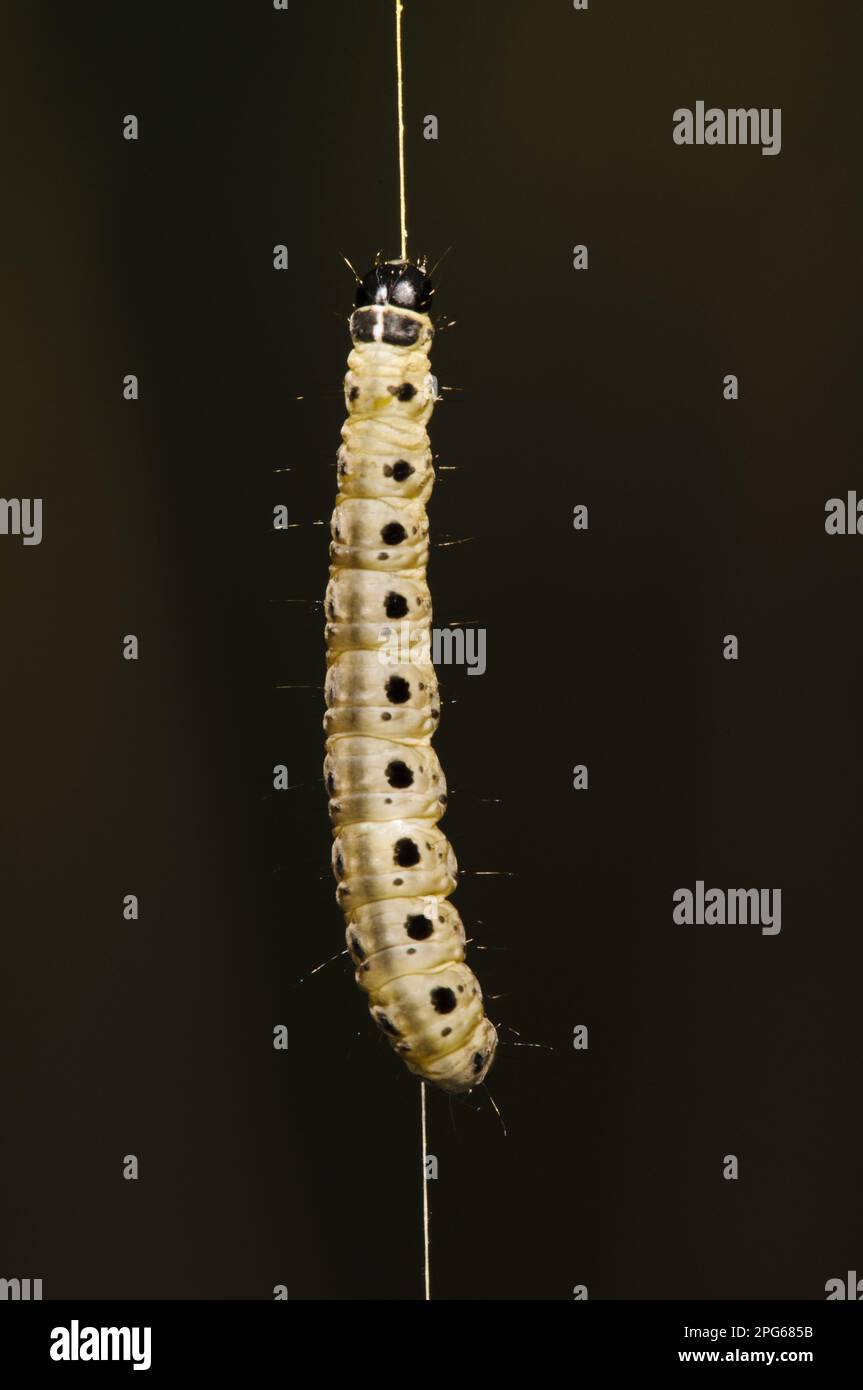 Spindle Ermine (Yponomeuta cagnagella) caterpillar, dangling on silken thread, Bexley, Kent
