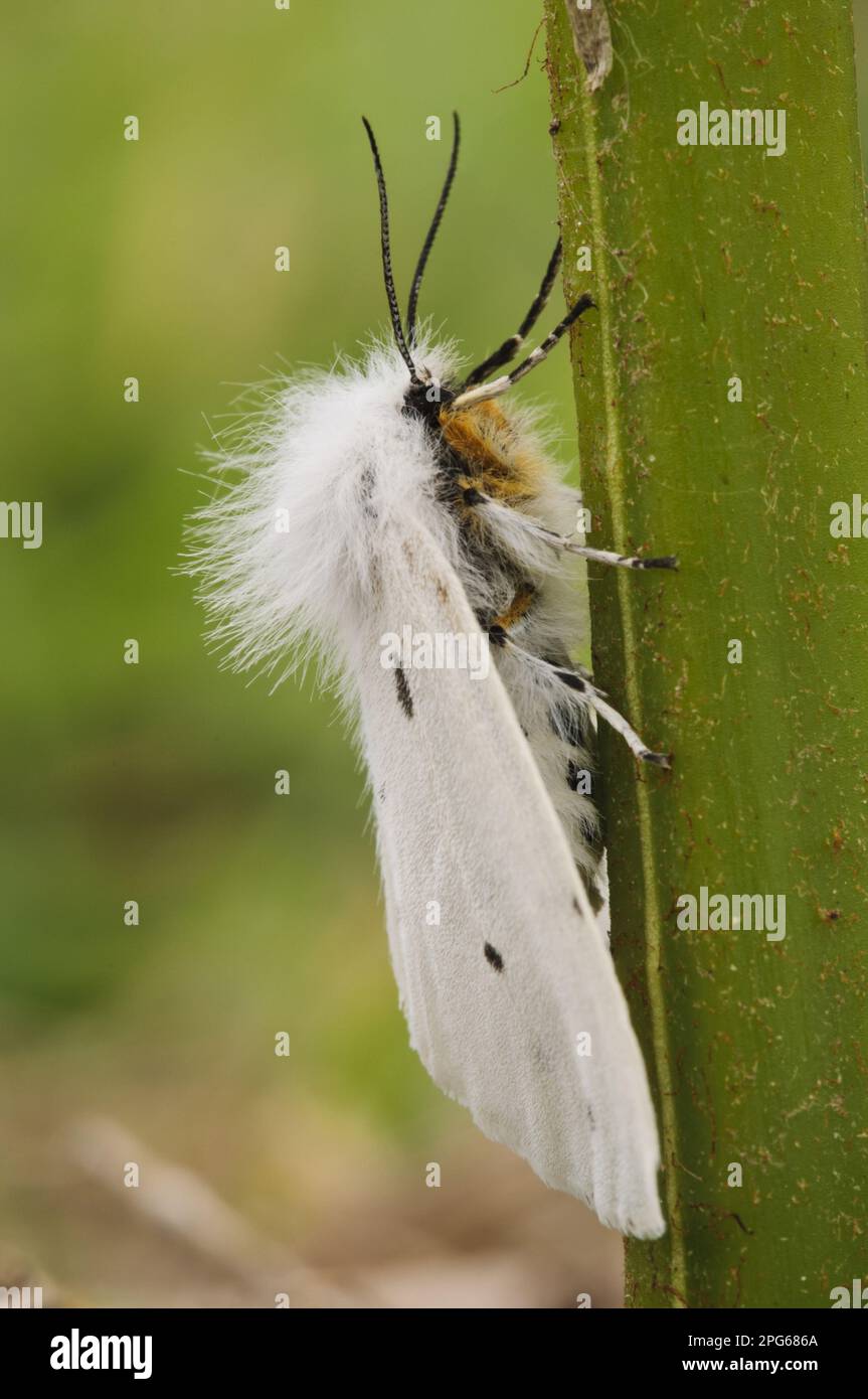 White Ermine (Spilosoma lubricipeda) adult, clinging to stem, Skomer Island, Pembrokeshire, Wales, United Kingdom Stock Photo