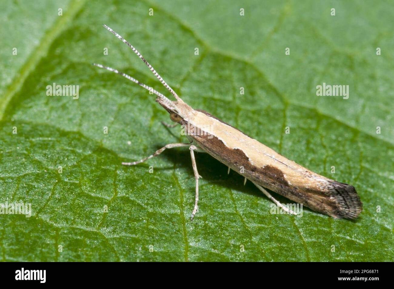 Diamondback moth (Plutella xylostella), Cabbage moth, Cabbage cockroaches, Cabbage moths, Plutellidae, Insects, Moths, Butterflies, Animals, Other Stock Photo