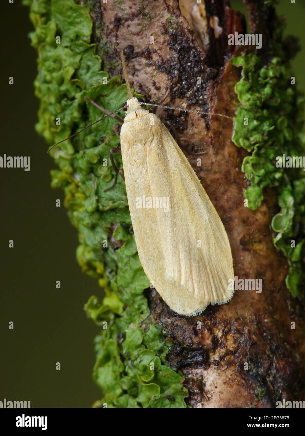 Orange footman (Eilema sororcula), Spring lichen bear, Insects, Moths ...