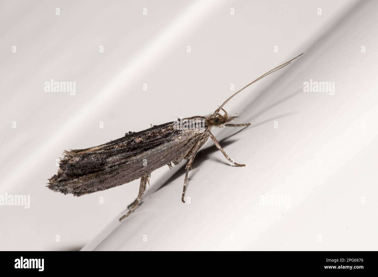 Wainscot Hooktip (Ypsolopha scabrella) adult resting on window frame in house, Sowerby, North Yorkshire, England, United Kingdom Stock Photo