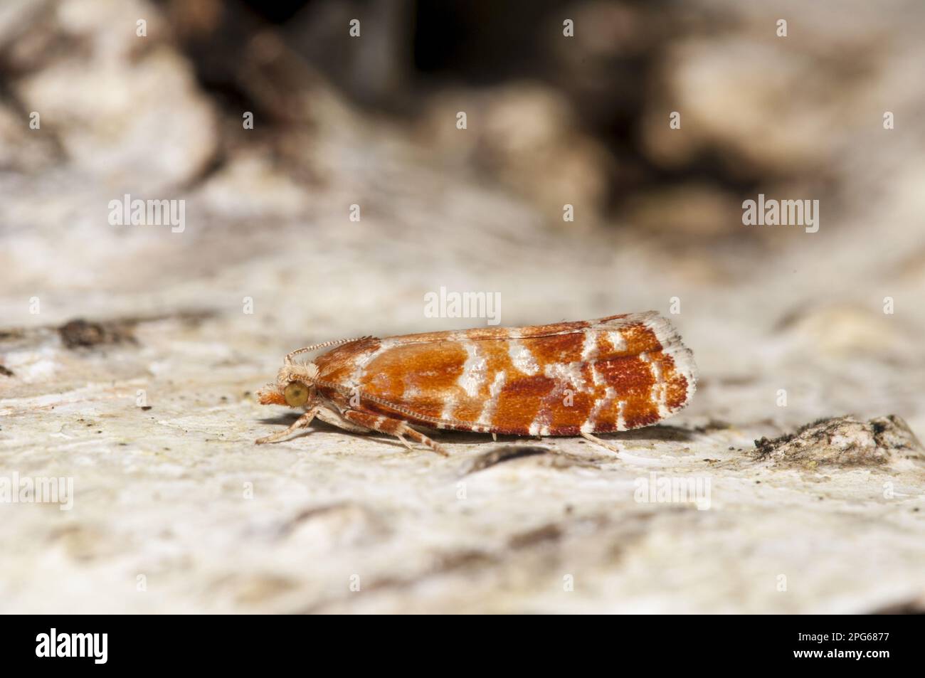 Spotted wing moth (Rhyacionia pinicolana) adult, resting on the trunk of warty birch (Betula pendula), Thursley Common National Nature Reserve Stock Photo