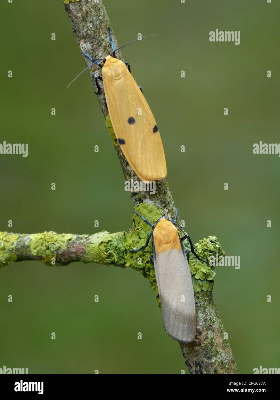Four-spotted lichen bear, Large lichen bear, Insects, Moths, Butterflies, Animals, Other animals, Four-spotted footman (Lithosia quadra) adult male Stock Photo