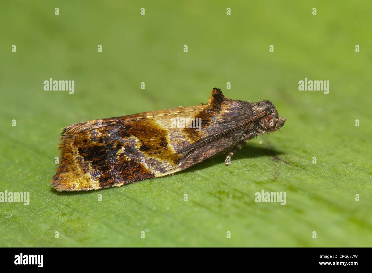 Red-barred Tortrix (Ditula angustiorana) adult, resting on leaf in garden, Sowerby, North Yorkshire, England, United Kingdom Stock Photo