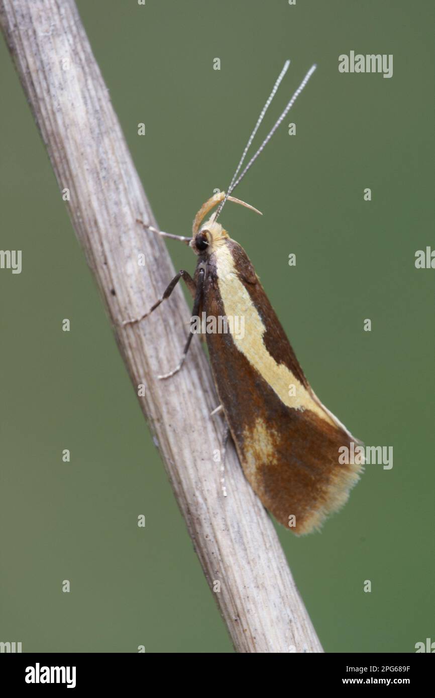 Concealer Moth, Oecophoridae (Harpella forficella), Insects, Moths, Butterflies, Animals, Other animals, Concealer Moth adult, resting on dry stem Stock Photo