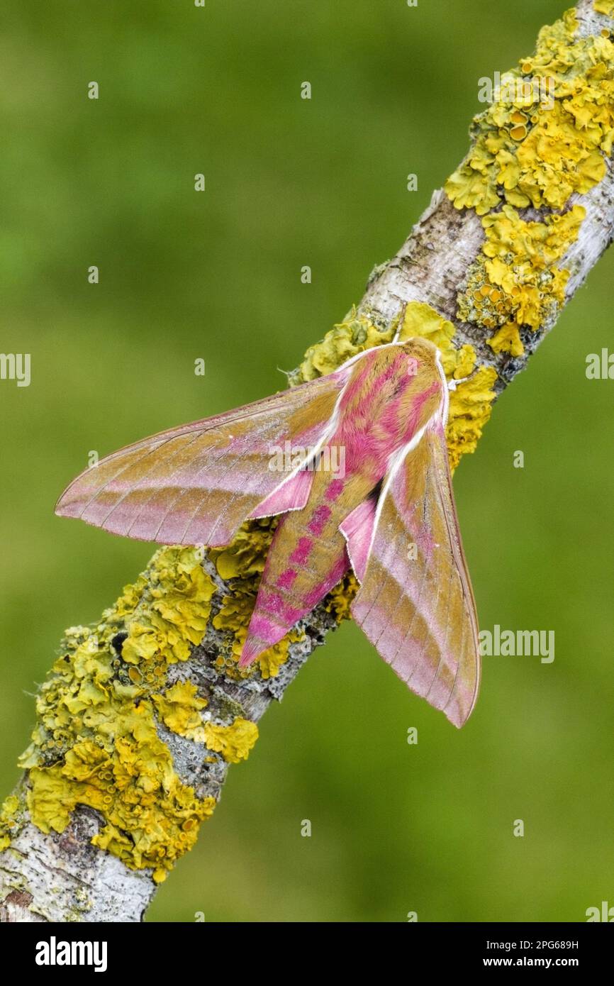 Elephant hawk-moth (Deilephila elpenor), Medium vine hawkmoth, Hawkmoth, Insects, Moths, Butterflies, Animals, Other animals, Elephant Hawkmoth Stock Photo