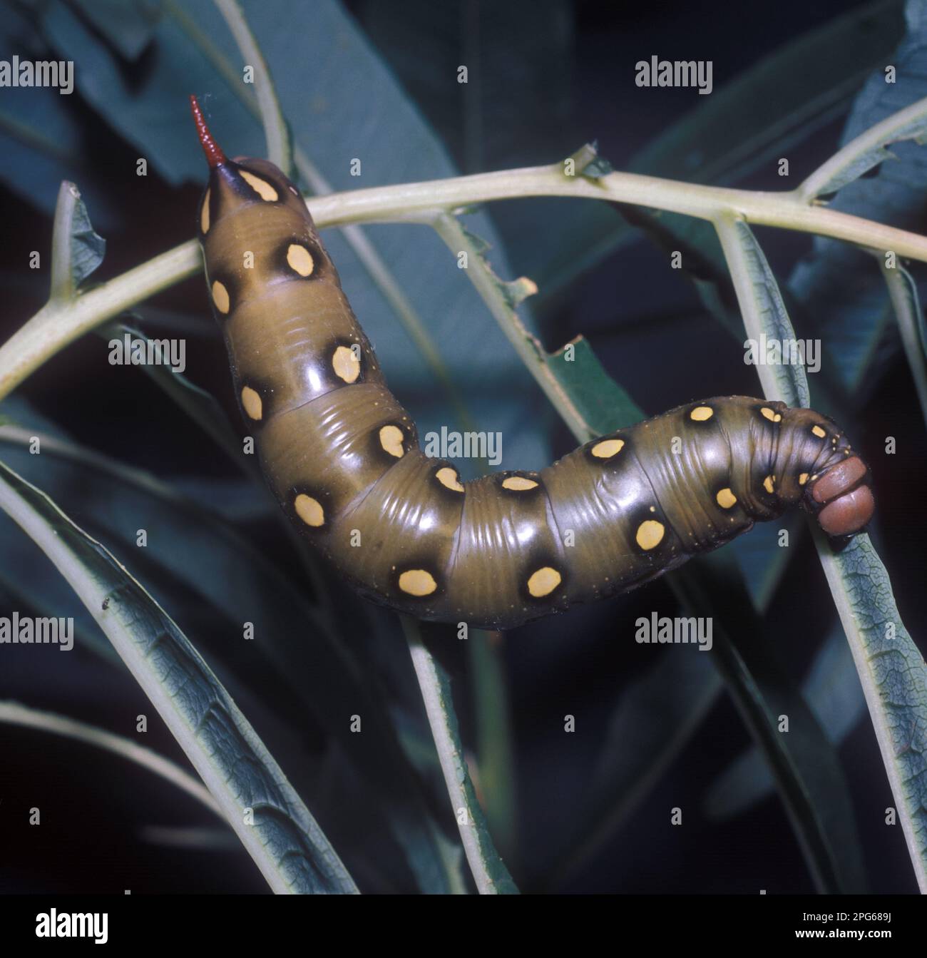 Hawk (Sphingidae) moth, Insects, Moths, Butterflies, Animals, Other