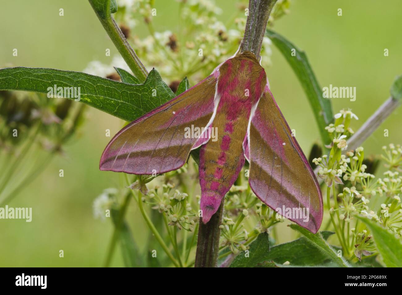 Elephant hawkmoth (Deilephila elpenor), Medium vine hawkmoth, Hawkmoth
