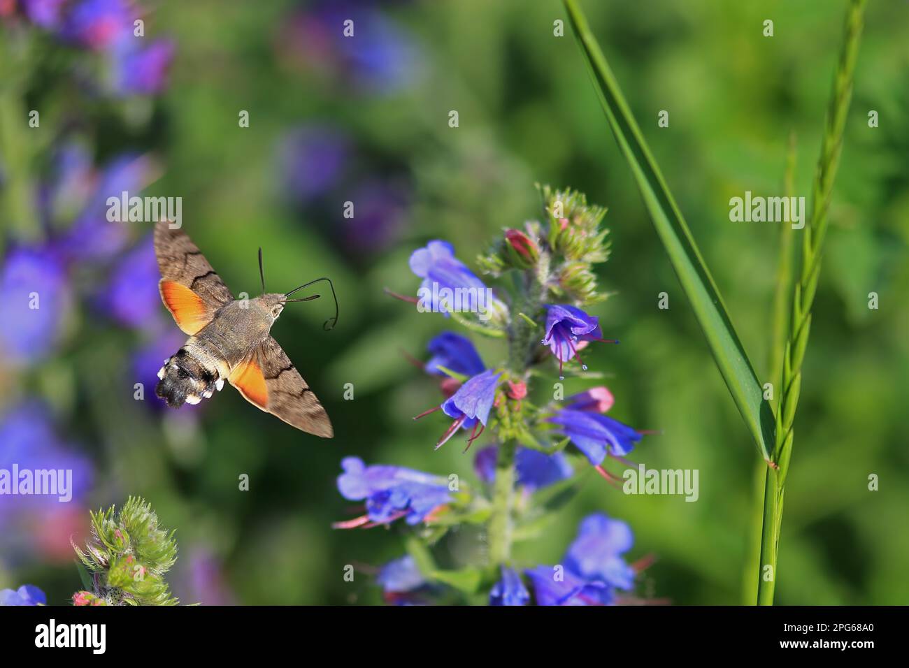 Hummingbird hawk-moth (Macroglossum stellatarum), Pigeon Tail, Carp Tail, sphingid (Sphingidae), Insects, Moths, Butterflies, Animals, Other Animals Stock Photo