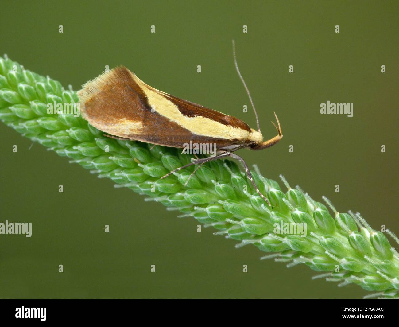 Large gypsy moth (Harpella forficella), adult, resting on the inflorescence of the large broad-leaved plantain (Plantago major), Cannobina valley Stock Photo
