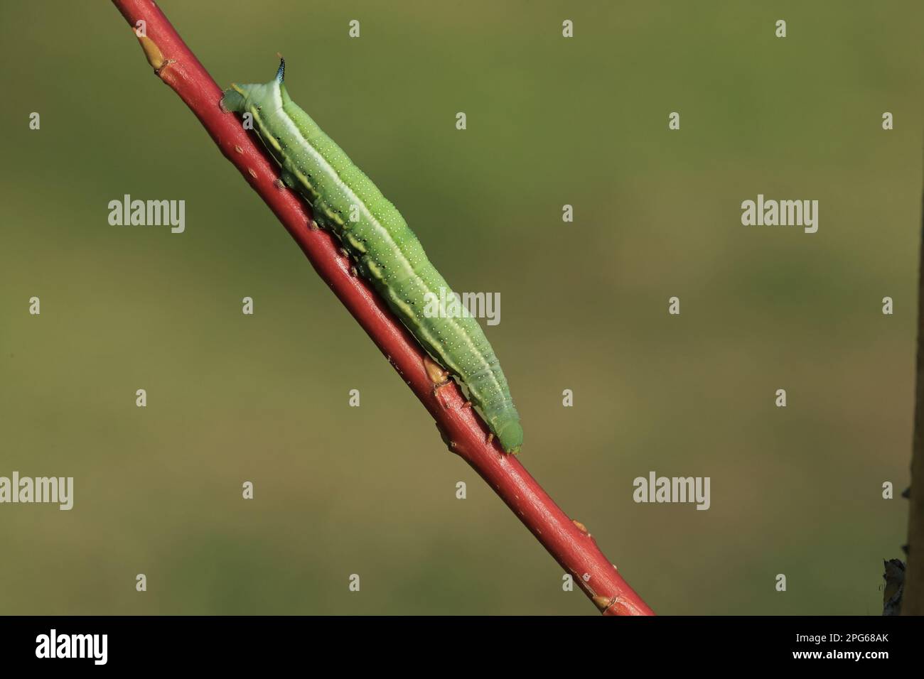 Hummingbird hawk-moth (Macroglossum stellatarum), Pigeon tail, Carp tail, sphingid (Sphingidae), Insects, Moths, Butterflies, Animals, Other animals Stock Photo