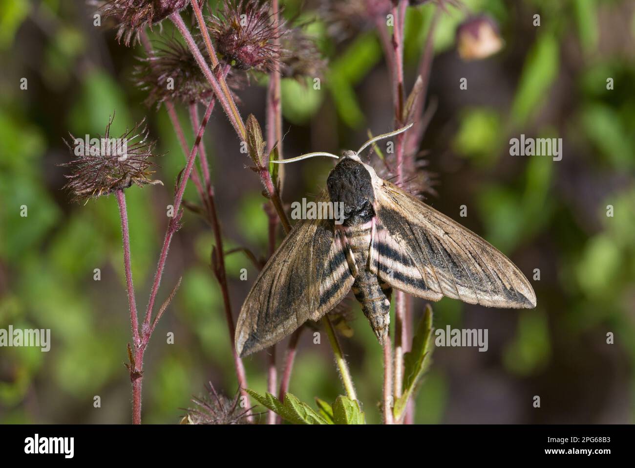 Privet hawkmoth (Sphinx ligustri), Hawkmoth, Insects, Moths, Butterflies, Animals, Other animals, Privet Hawkmoth adult, resting on seedhead Stock Photo