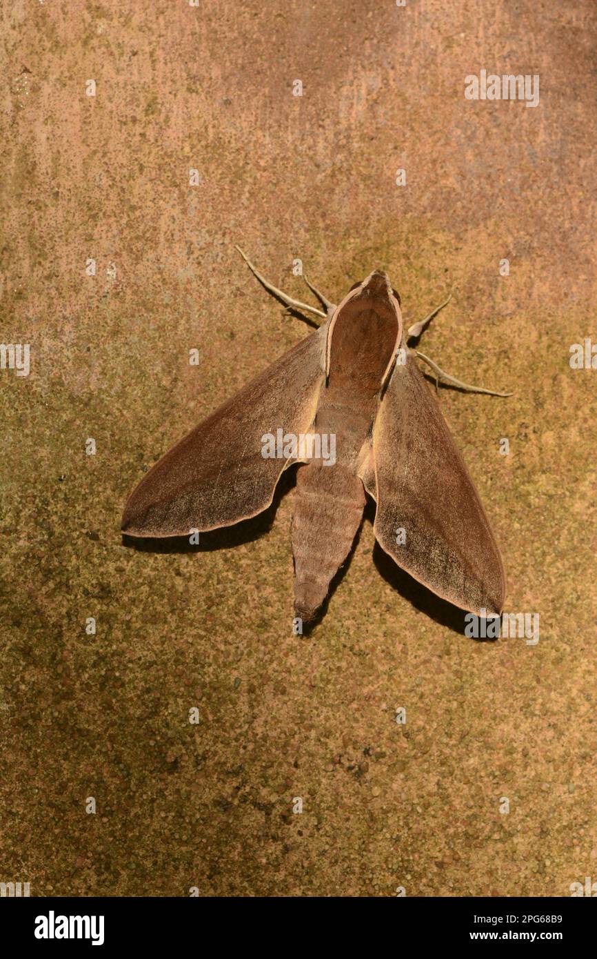 Levant Hawkmoth (Theretra alecto) adult, resting on wall, Cyprus Stock Photo