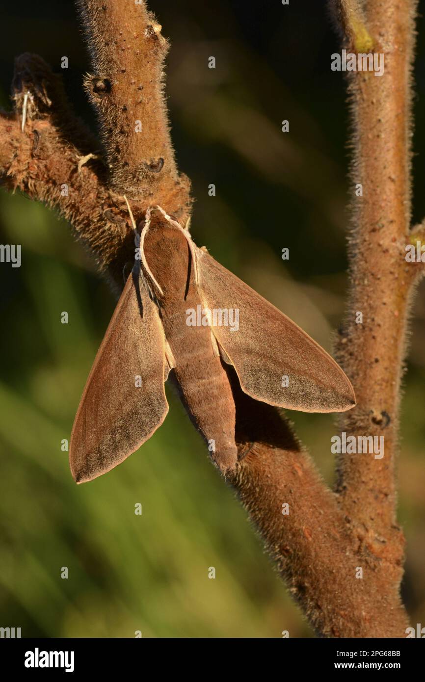 Levant Hawkmoth (Theretra alecto) adult, resting on twig, Cyprus Stock Photo