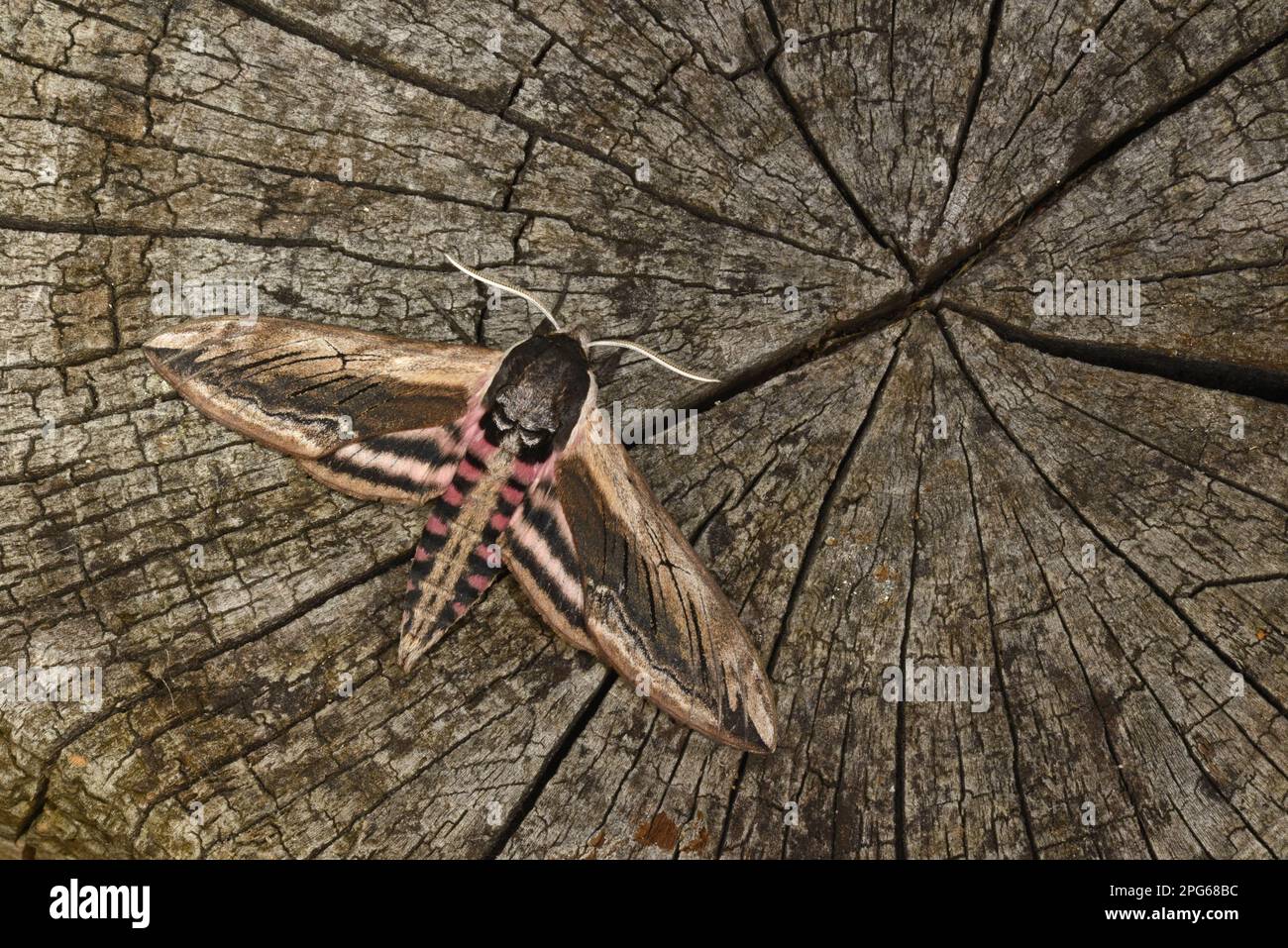 Privet Hawkmoth (Sphinx ligustri) adult, in defensive posture with rear wings spread, resting on stump, Oxfordshire, England, United Kingdom Stock Photo