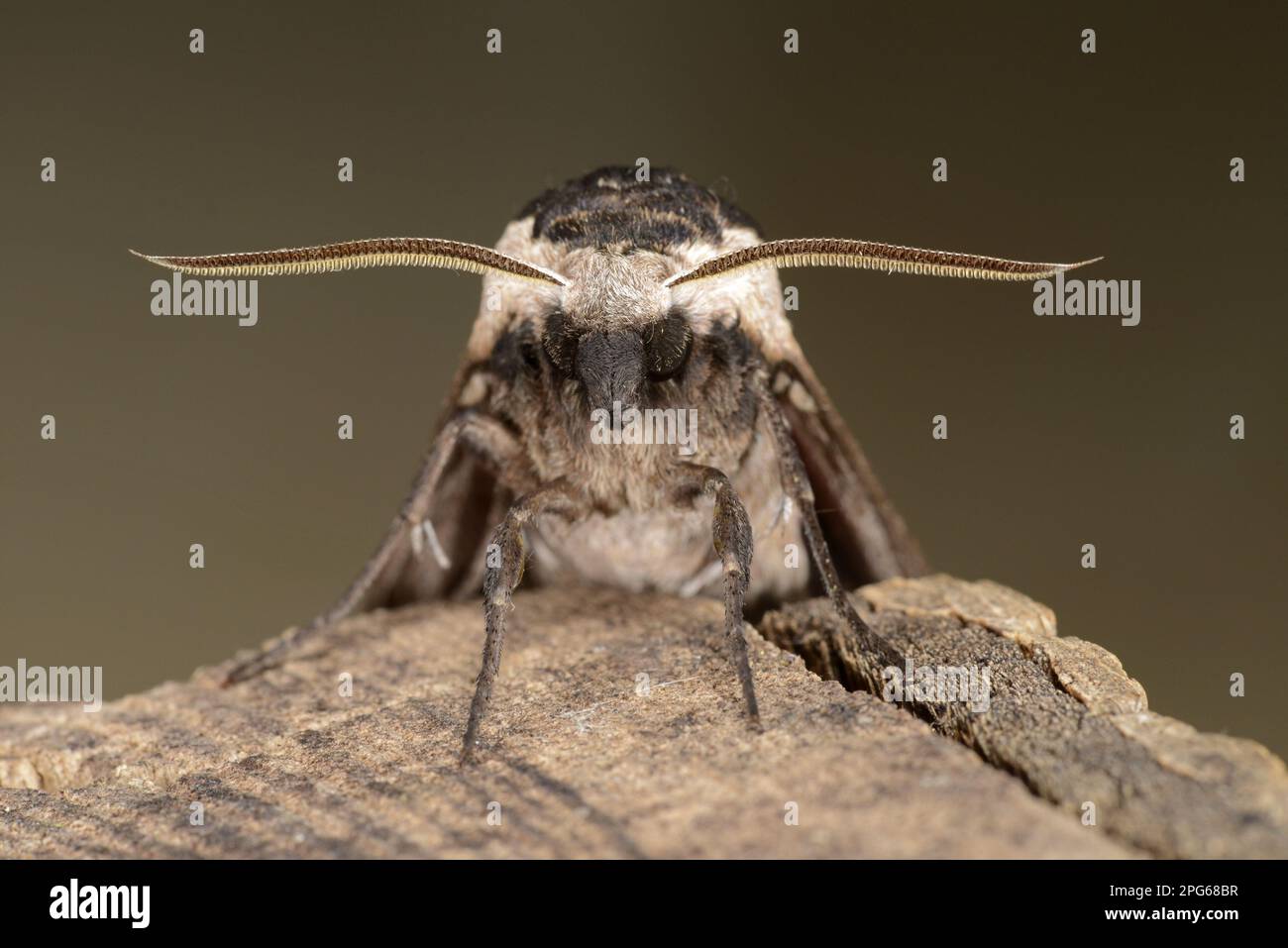 Privet Hawkmoth (Sphinx ligustri) adult, close-up of head and antennae, Oxfordshire, England, United Kingdom Stock Photo