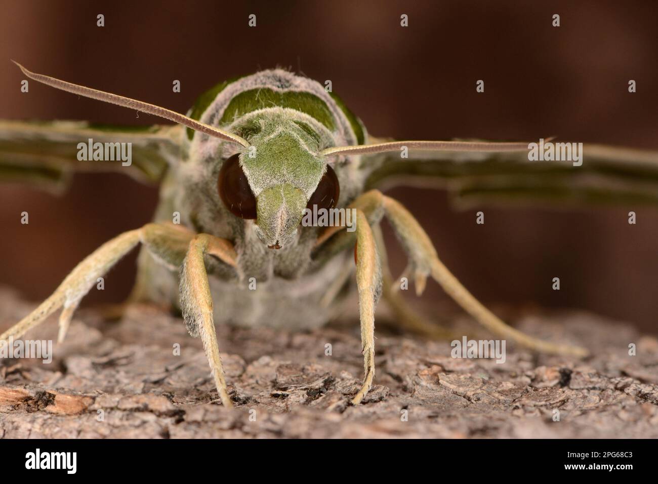 Oleander Insect Oleander hawk moth (Daphnis nerii), Other animals, Insects, Butterflies ...