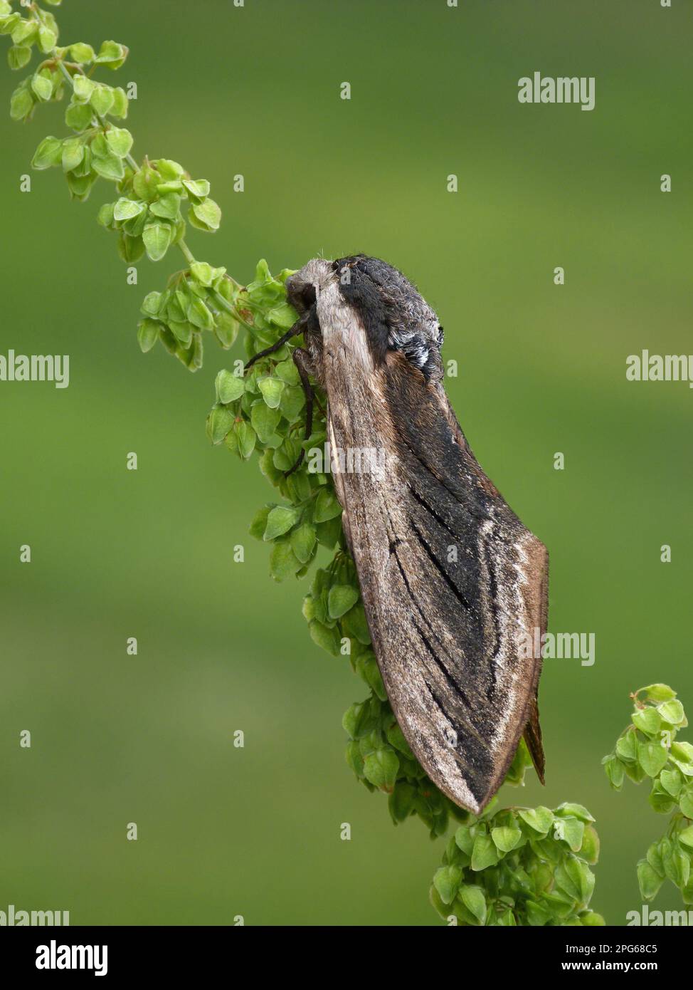 Privet hawkmoth (Sphinx ligustri), Hawkmoth, Insects, Moths, Butterflies, Animals, Other animals, Privet Hawkmoth adult male, roosting on sorrel stem Stock Photo